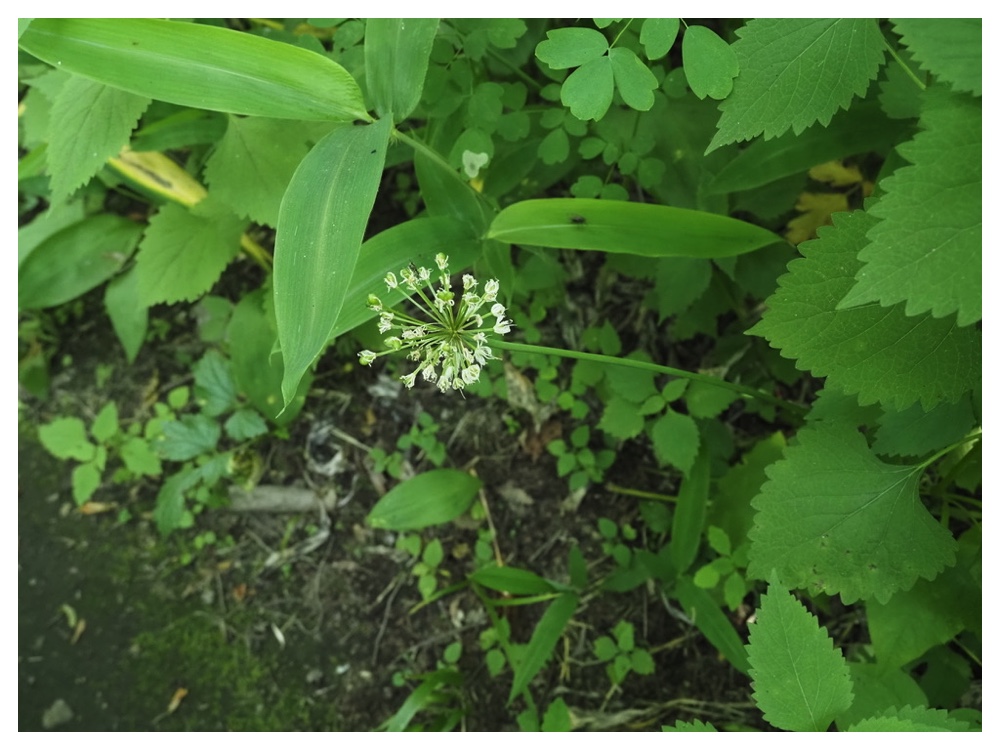 ギョウジャニンニクの実
