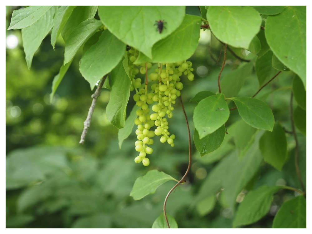 チョウセンゴミシ