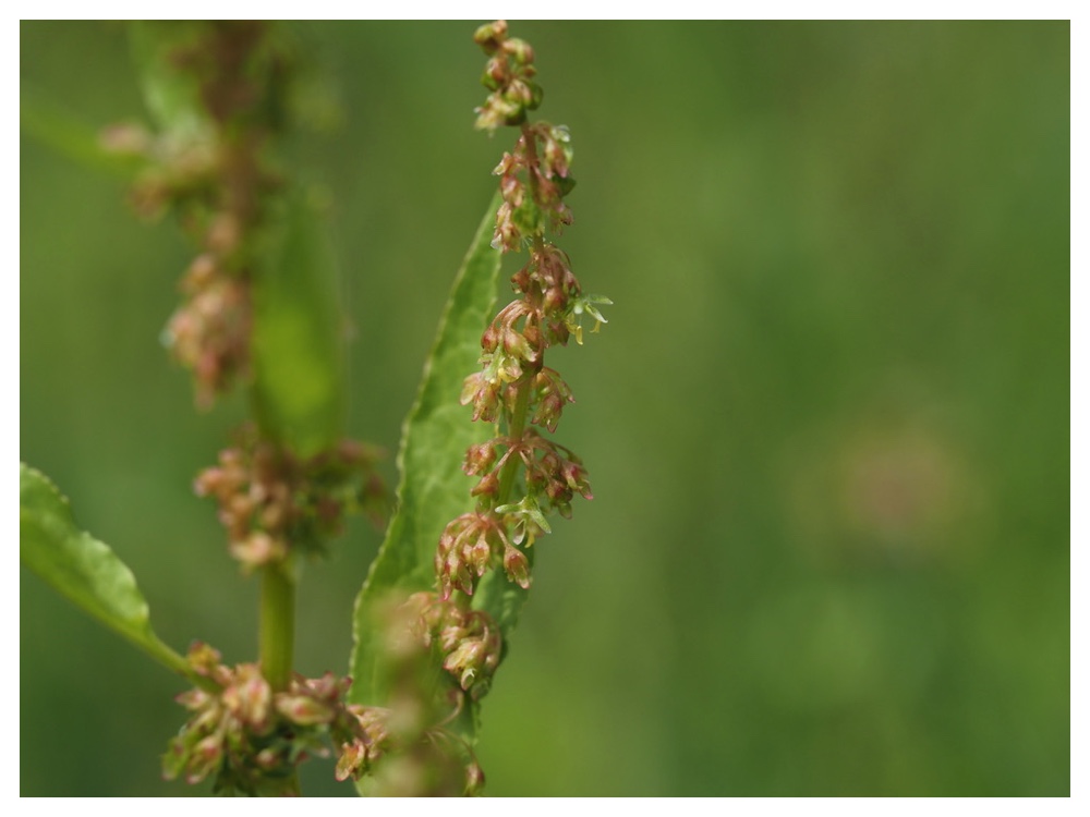 エゾノギシギシ