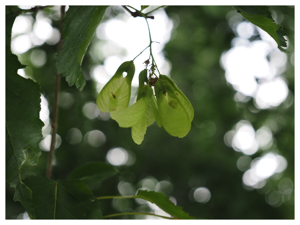 カラコギカエデ