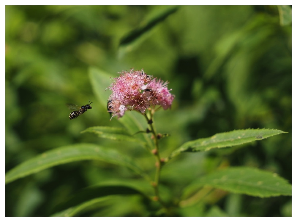 ホザキシモツケ
