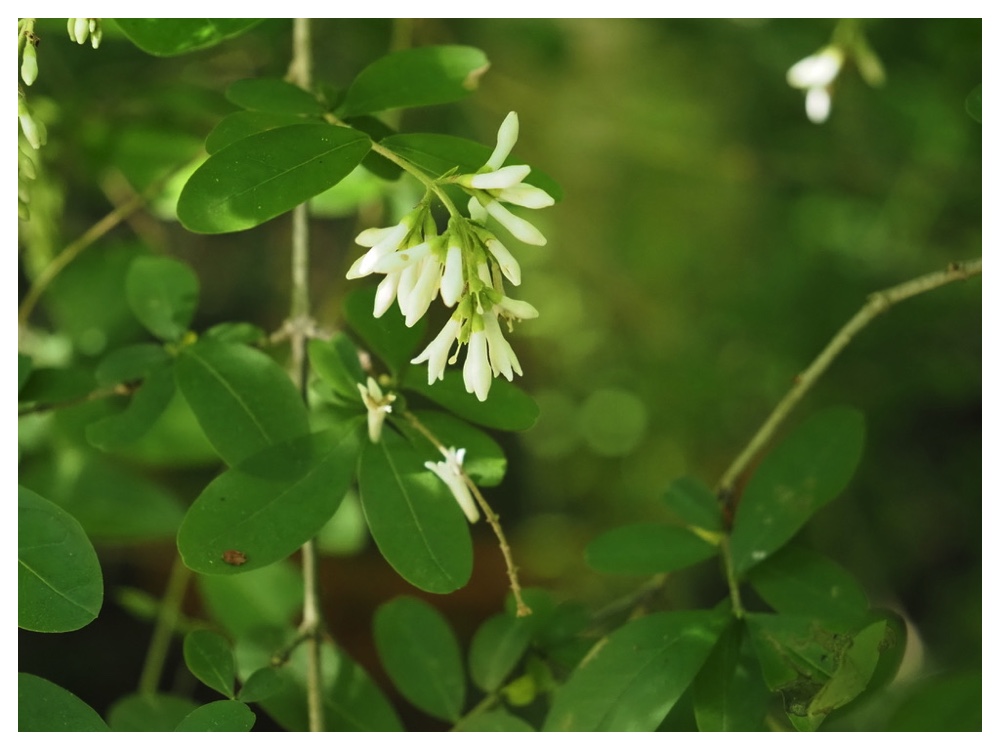 イボタノキの花
