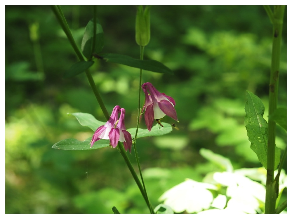 ミヤマオダマキ