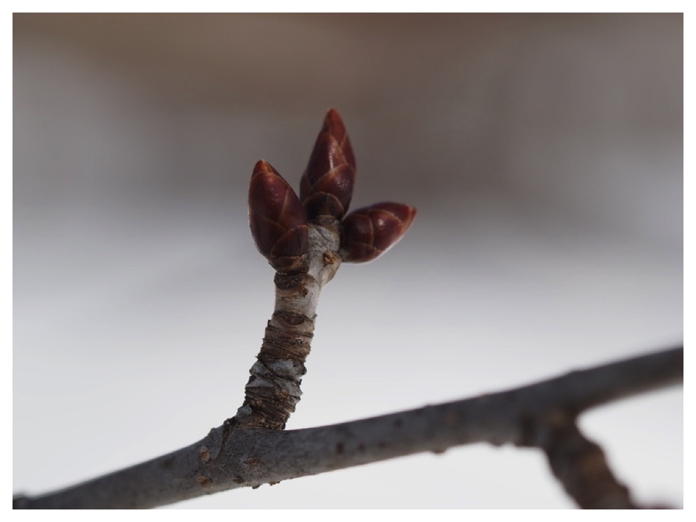 250311_Ezoyamazakura