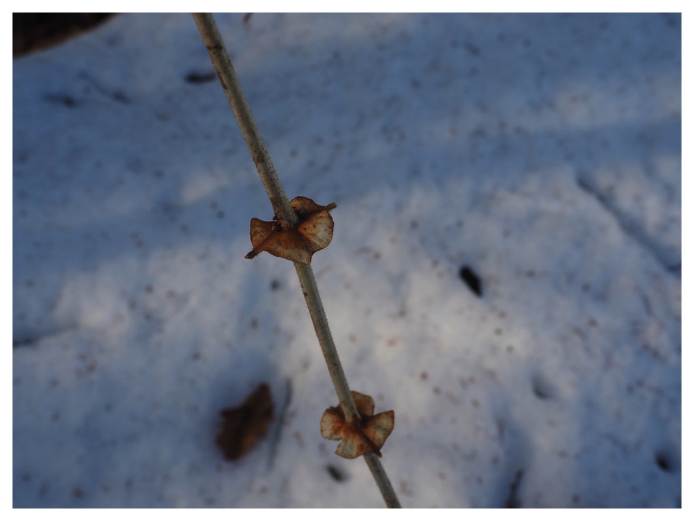 250313_Miyamauguisukagura