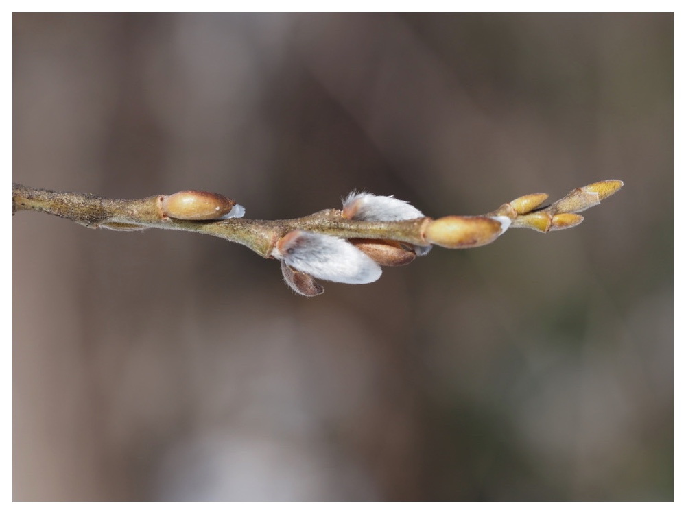 250315_Ezonokinuyanagi