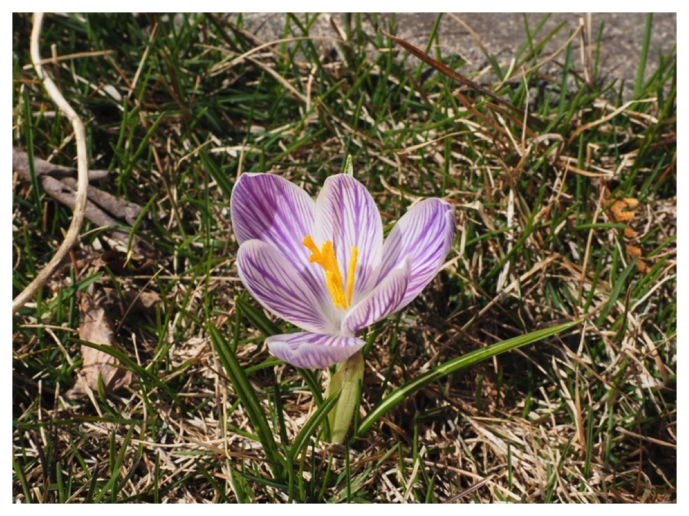 250401_Croccus