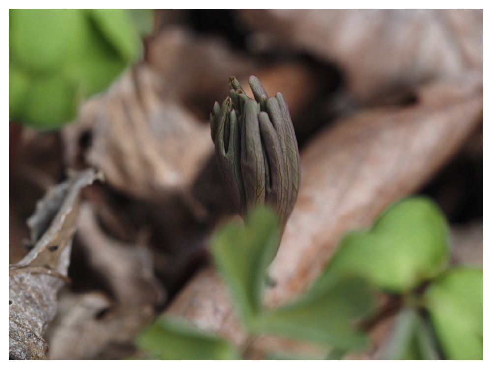 250411_Azumaichige-germ