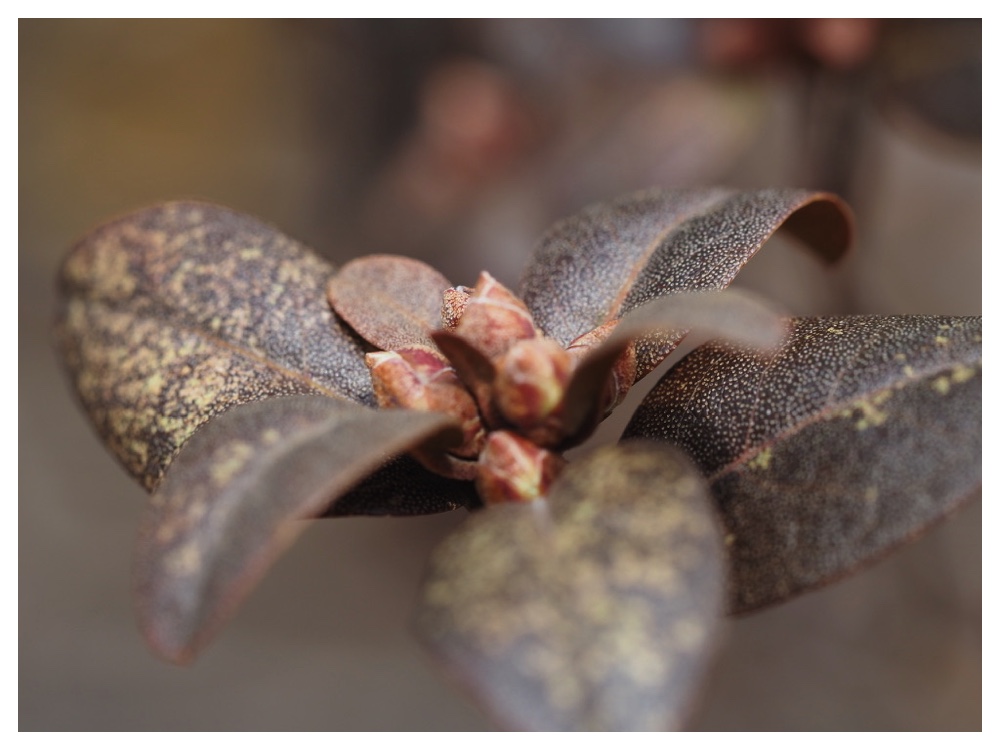 250411_Ezomurasakitsutsuji