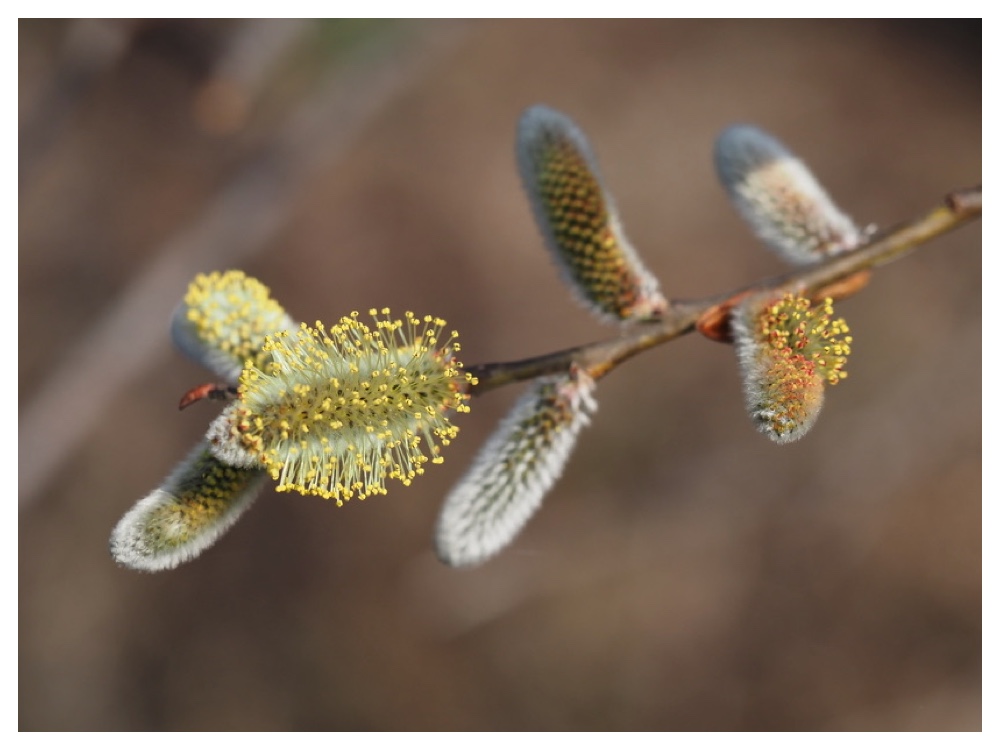 250411_Ezonokinuyanagi