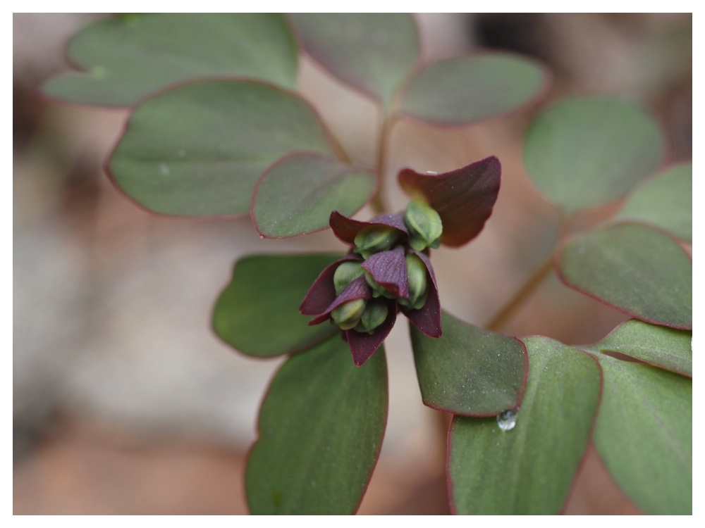 250412_Ezoengosaku-1