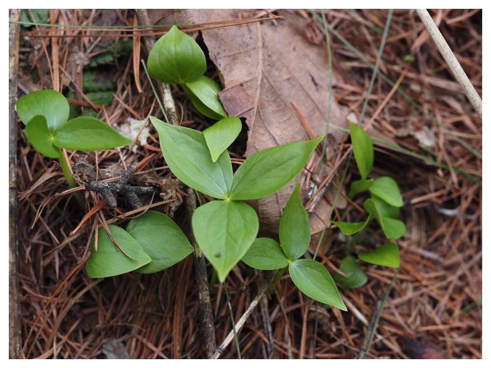 250412_Oobananoenreisou-2