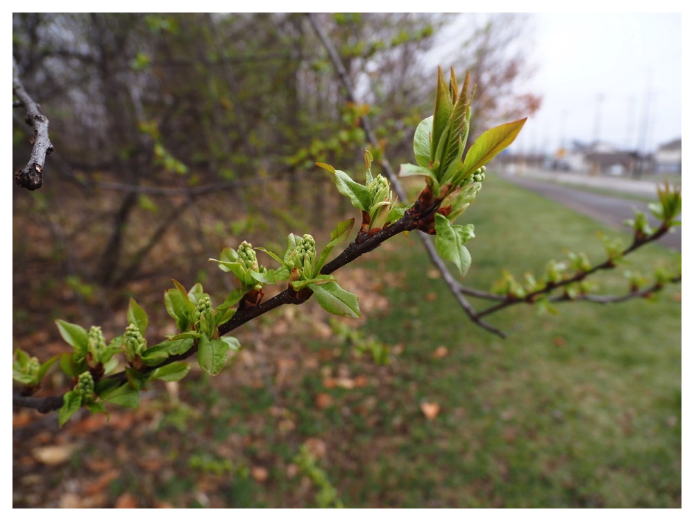 250415_Ezonouwamizuzakura