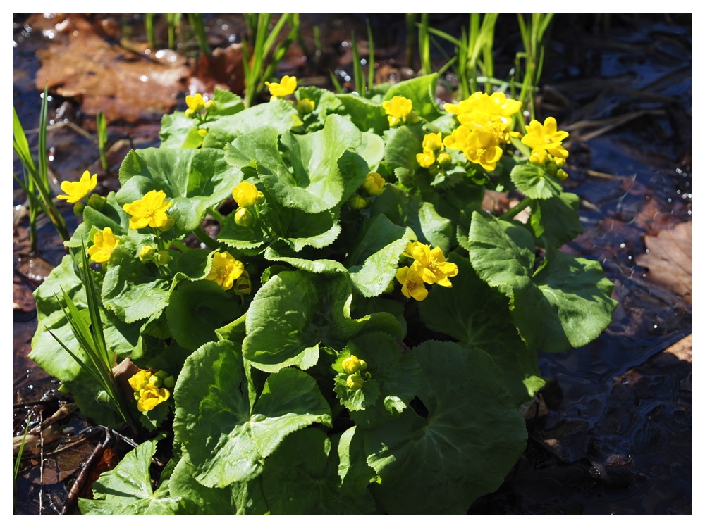 250417_Ezonoryuukinka