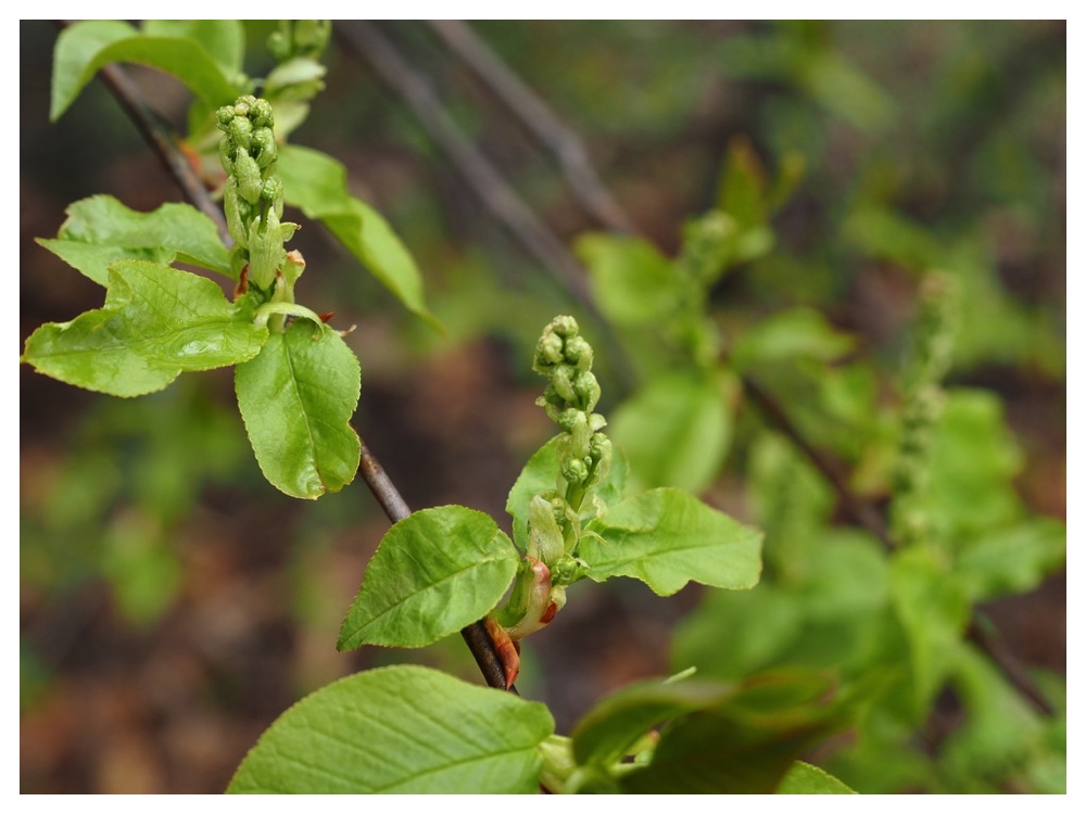 250419_Ezonouwamizuzakura