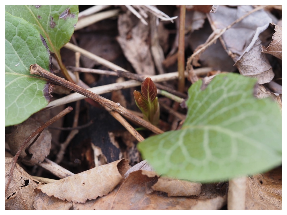 250425_Benibanaichiyakusou