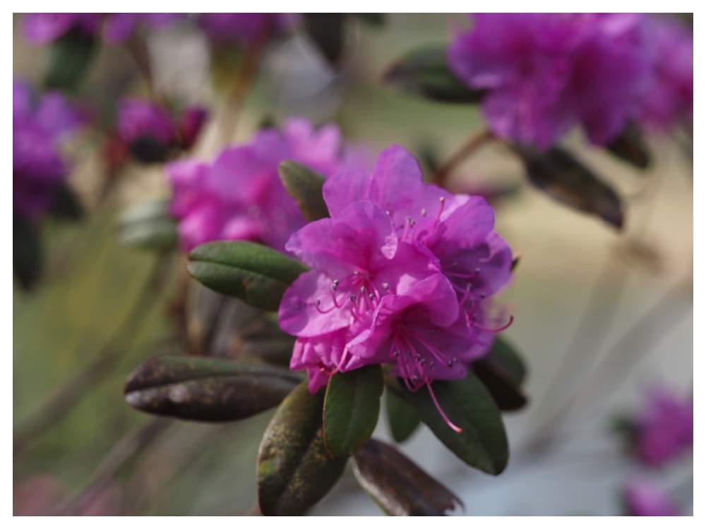 250426_Ezomurasakitsutsuji