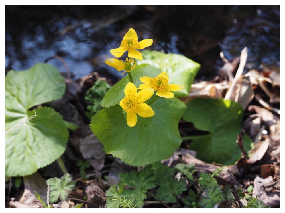 エゾノリュウキンカ