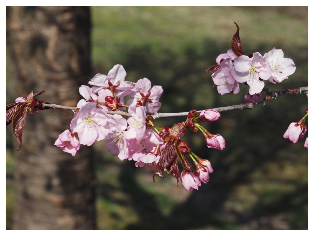 エゾヤマザクラ