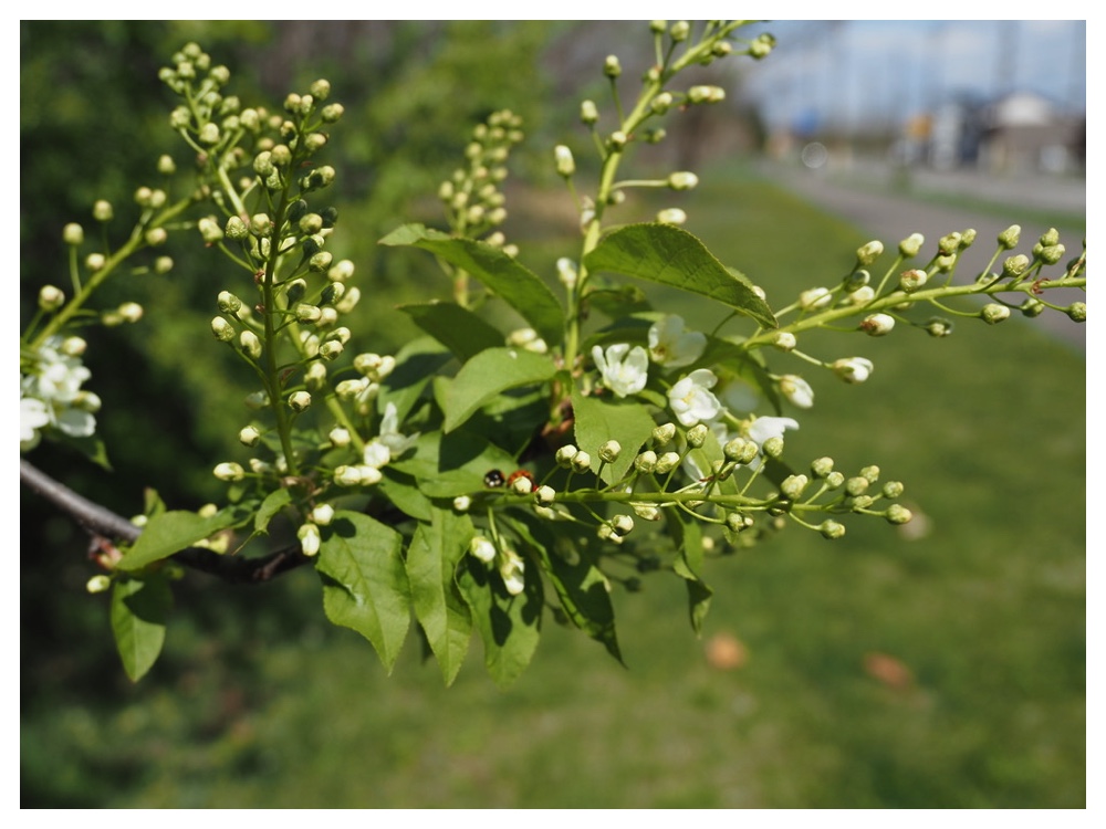 エゾノウワミズザクラ