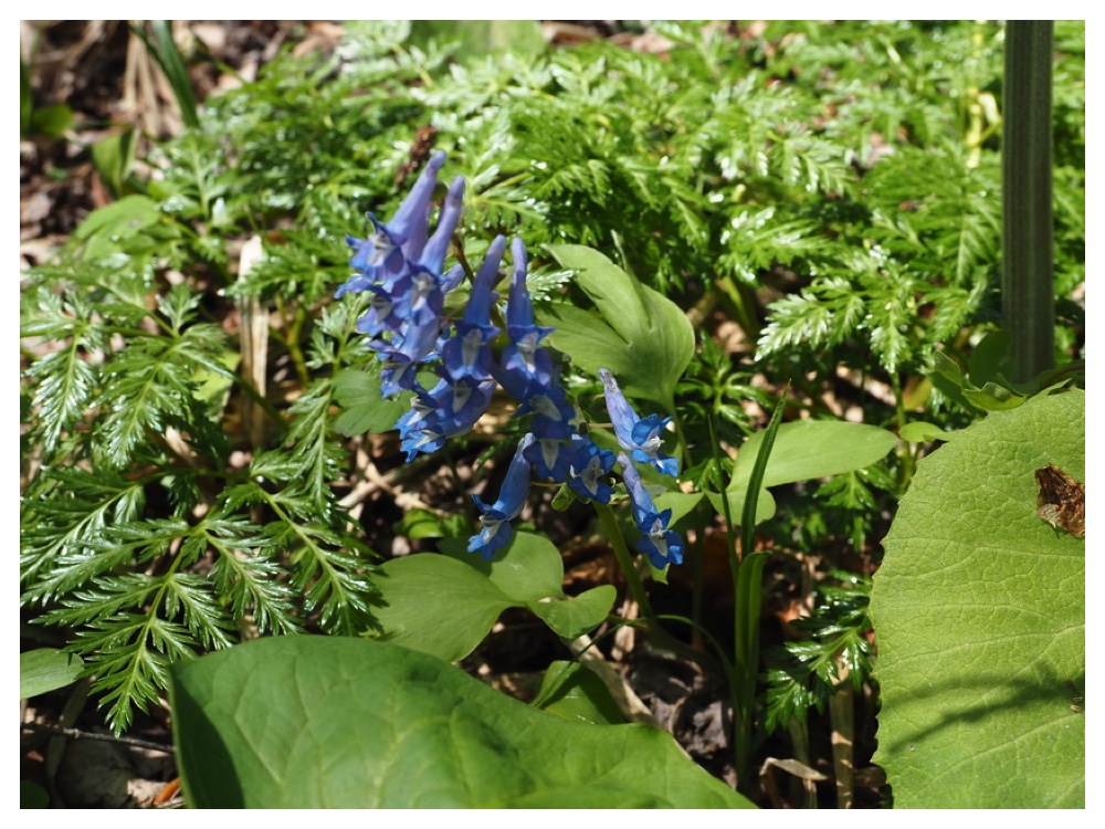 エゾエンゴサク