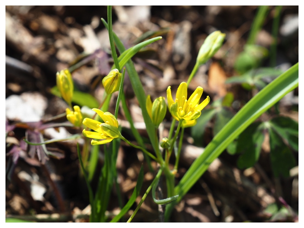 キバナノアマナ