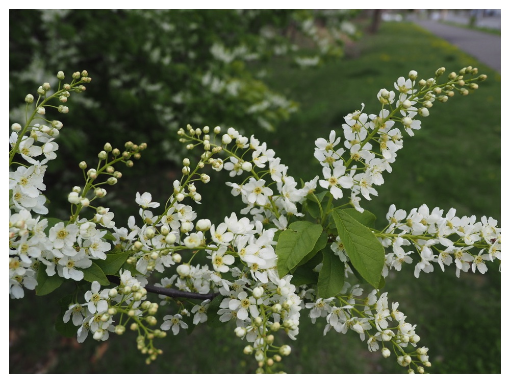 エゾノウワミズザクラ