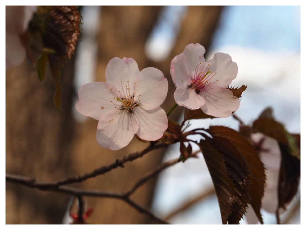 エゾヤマザクラ