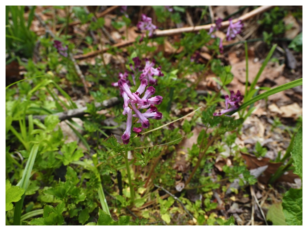 ムラサキケマン