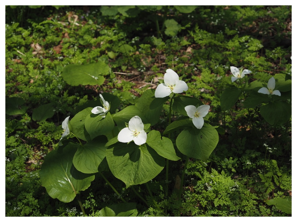 オオバナノエンレイソウ