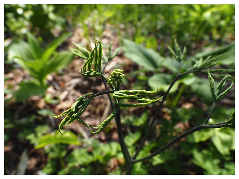 ルイヨウボタン