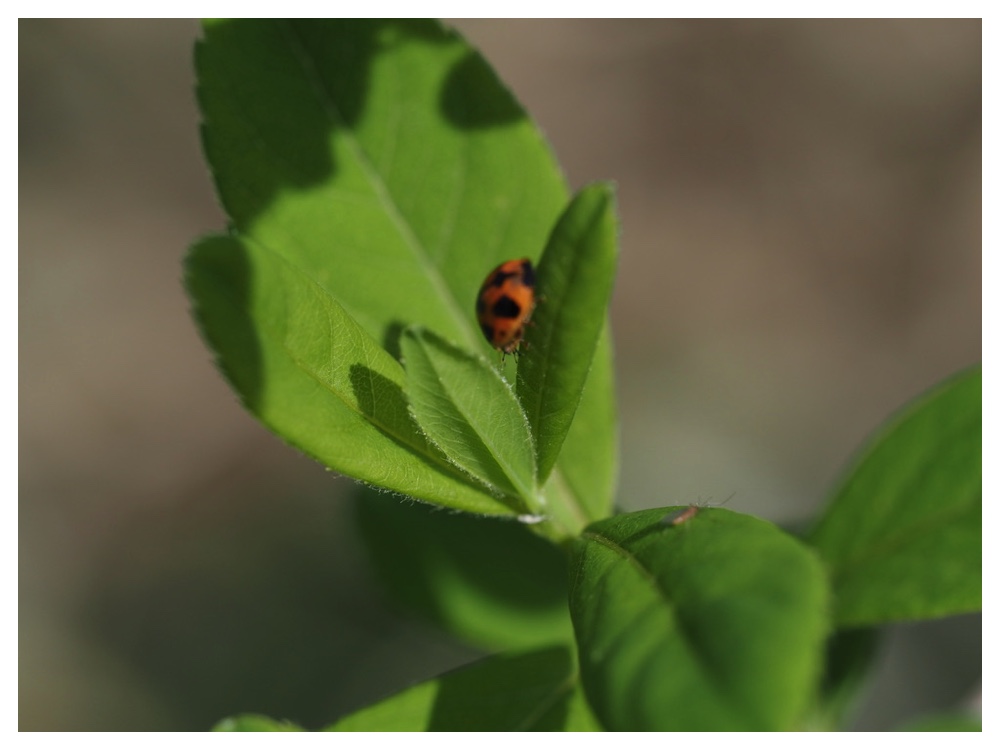 ノリウツギの新葉