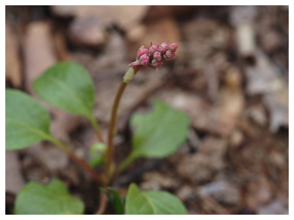 ベニバナイチヤクソウ