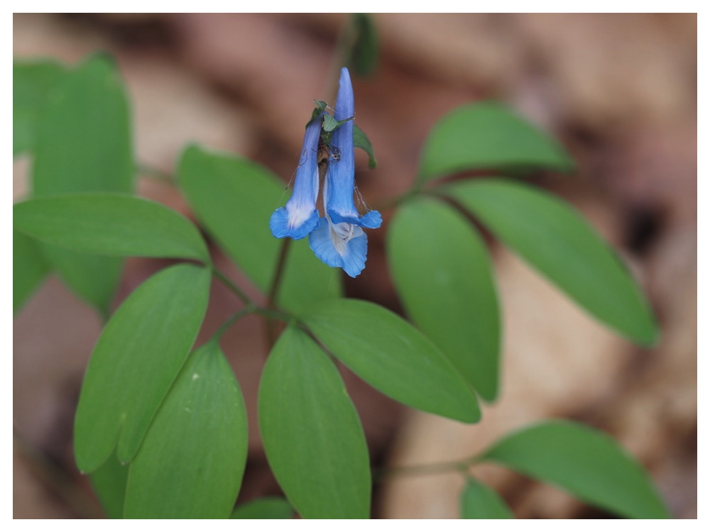 エゾエンゴサク