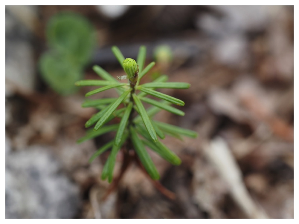 カラマツの芽生え