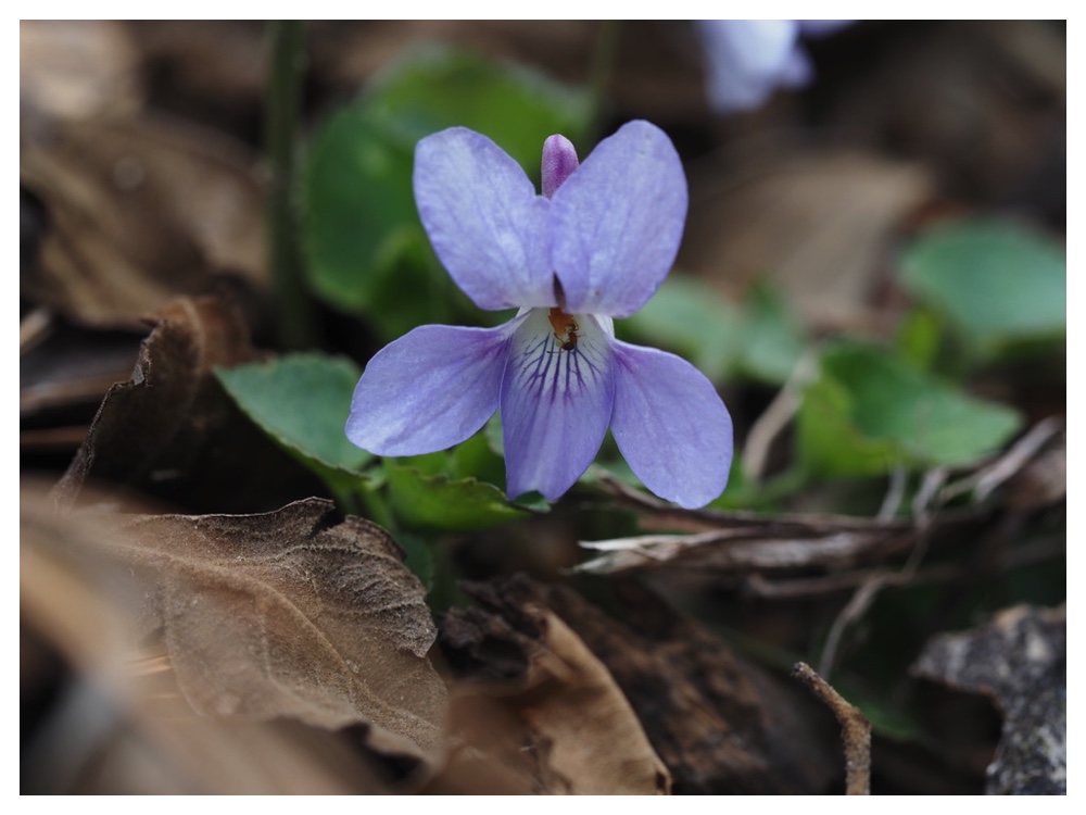 タチツボスミレ