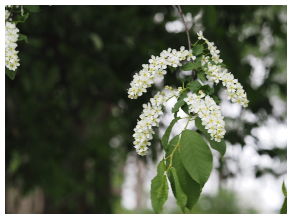 エゾノウワミズザクラ