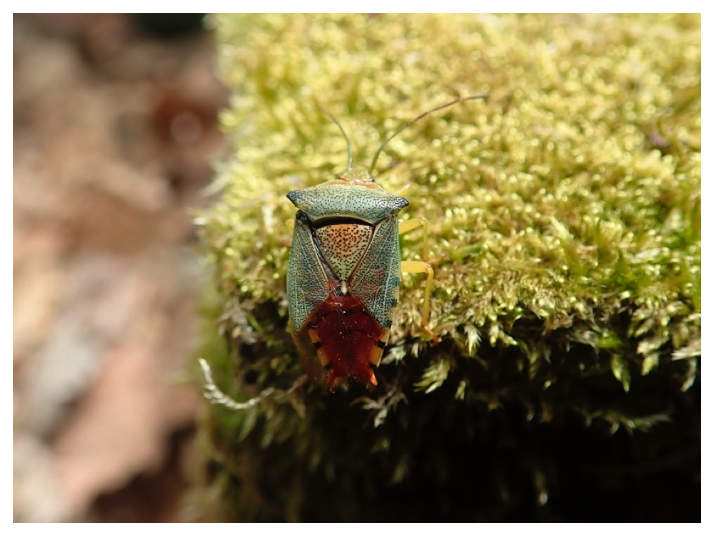 アカツノカメムシ