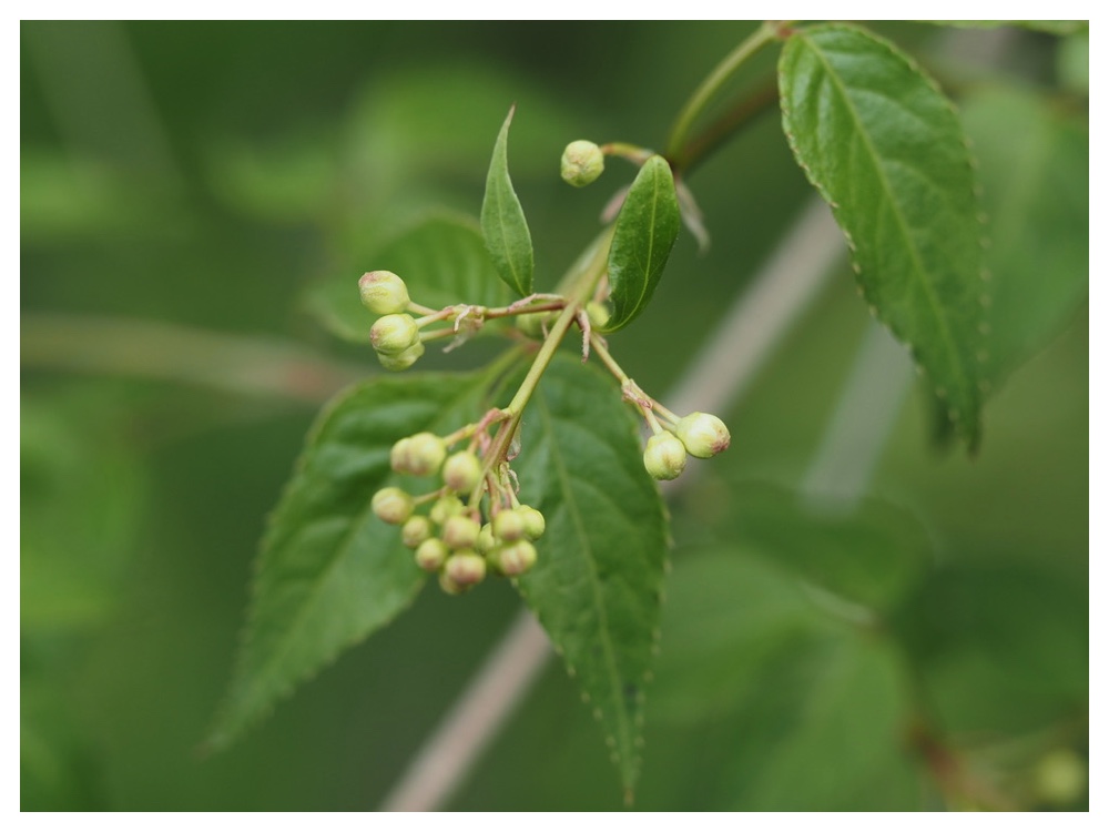 ミツバツチグリ