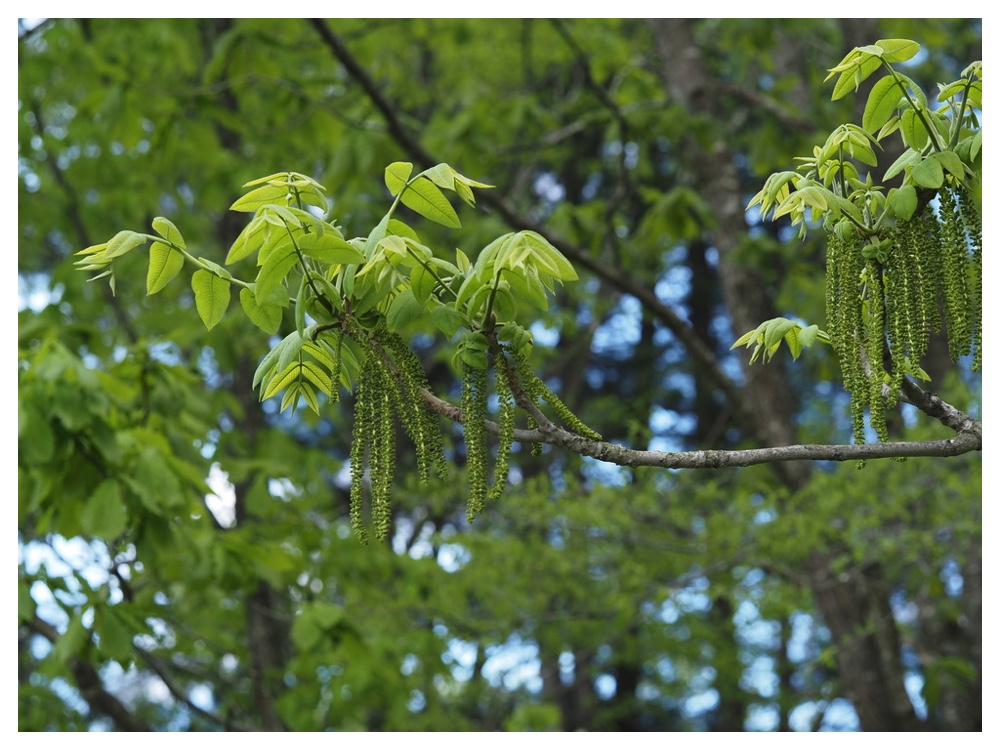 オニグルミの雄花