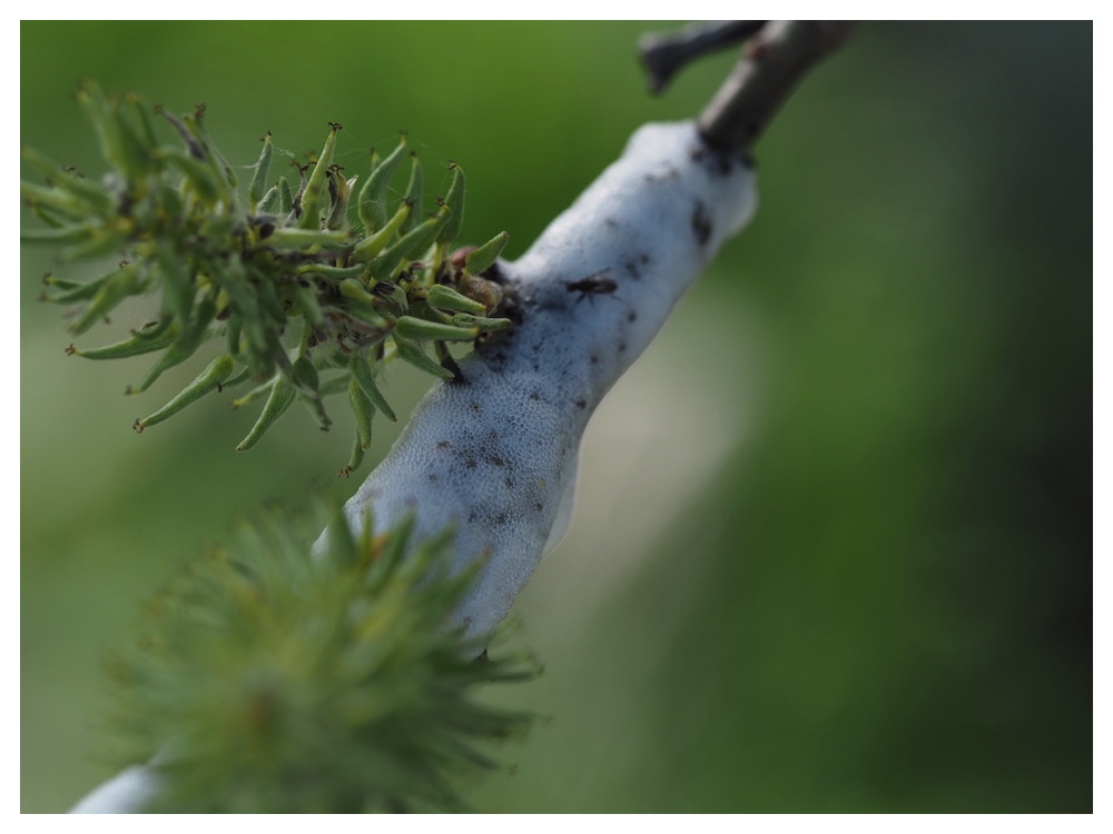 バッコヤナギの実と枝に付いたアワフキムシ