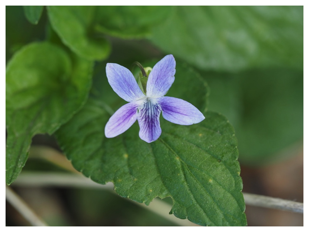 エゾノタチツボスミレ