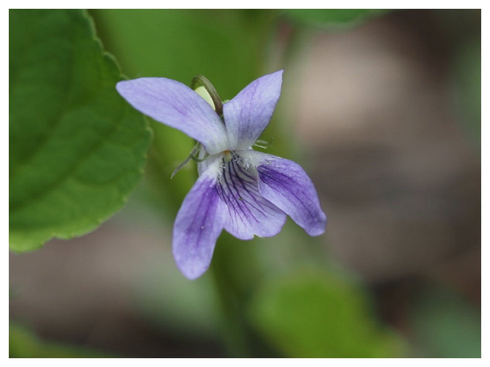 エゾノタチツボスミレ