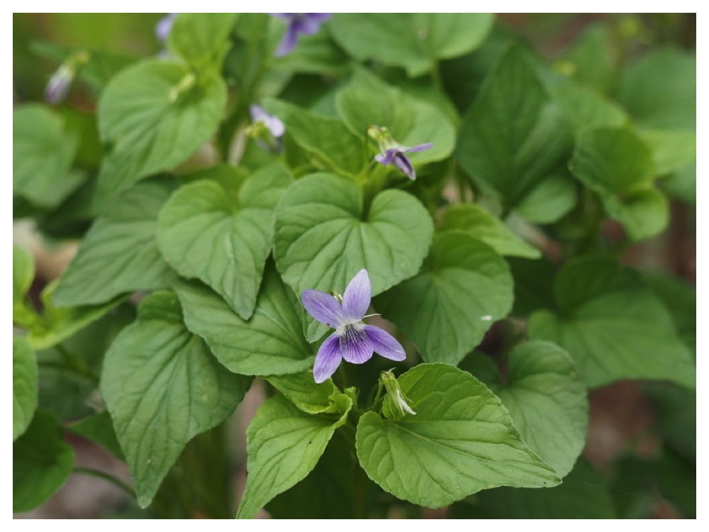 エゾノタチツボスミレ