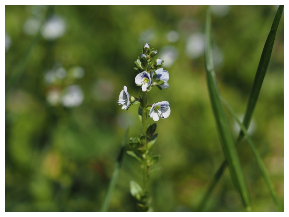 コテングクワガタ