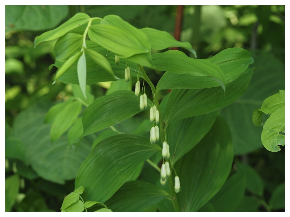 オオアマドコロ