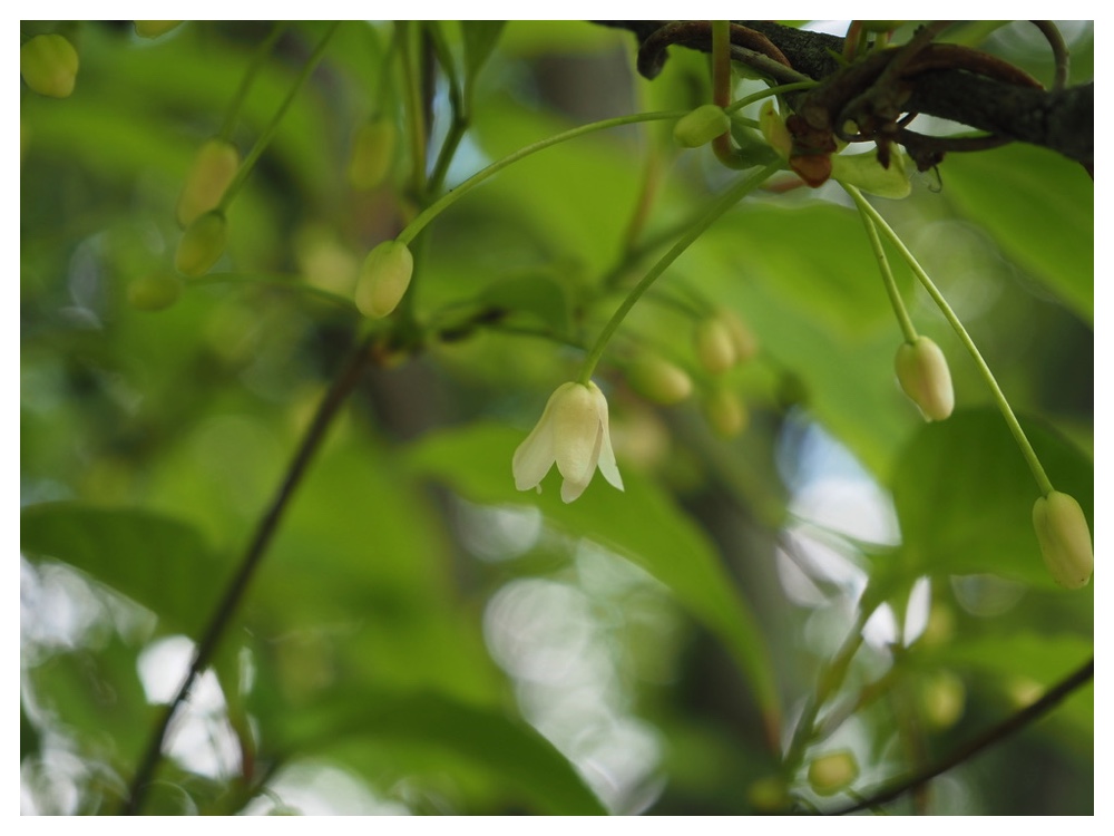 チョウセンゴミシ