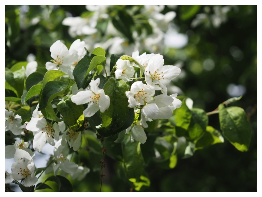 エゾノコリンゴ