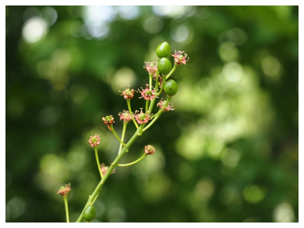 エゾノウワミズザクラ