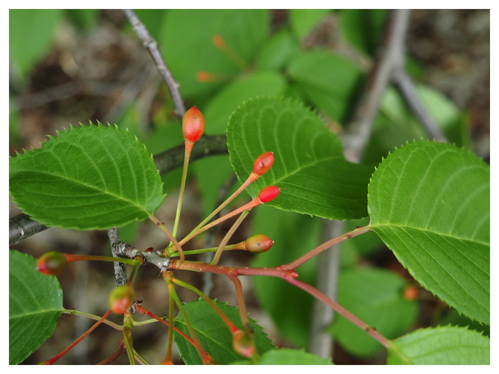 エゾヤマザクラ